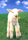 Petit mouton heureux-humourenvrac